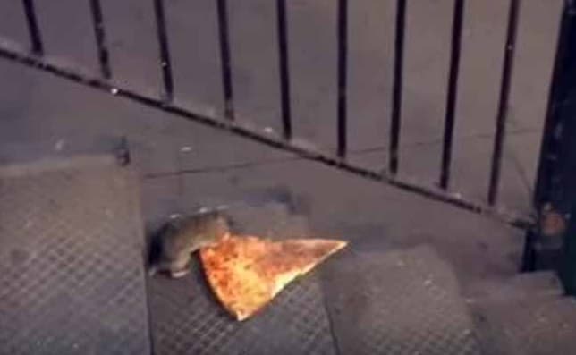 PIZZA RAT: No es un hombre. No es un avión. Es una rata, ¡y quiere su parte! Este humilde roedor, cautivó y encendió las redes sociales cuando un video muestra al roedor llevando una enorme porción de pizza por las escaleras en el metro de Nueva York