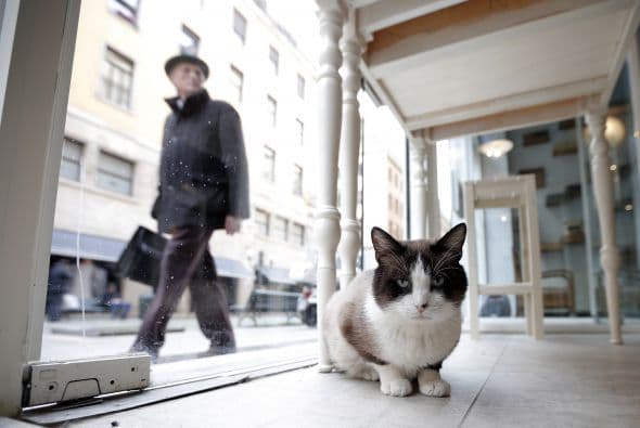 La cafetería también funge como casa hogar y centro de adopción, en el que podrás escoger a tu nueva mascota.