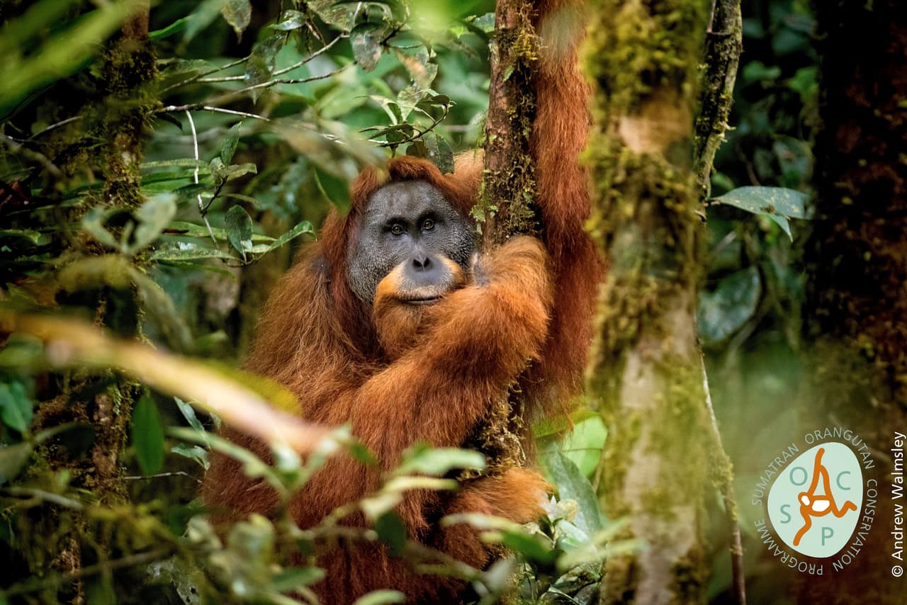 Orangután de Tapanuli (
<i>Pongo tapanuliensis</i>). Luego de una investigación genética realizada en los orangutanes de Sumatra, un pequeño grupo de simios fue identificado como una especie diferente a las otras dos presentes en la zona.