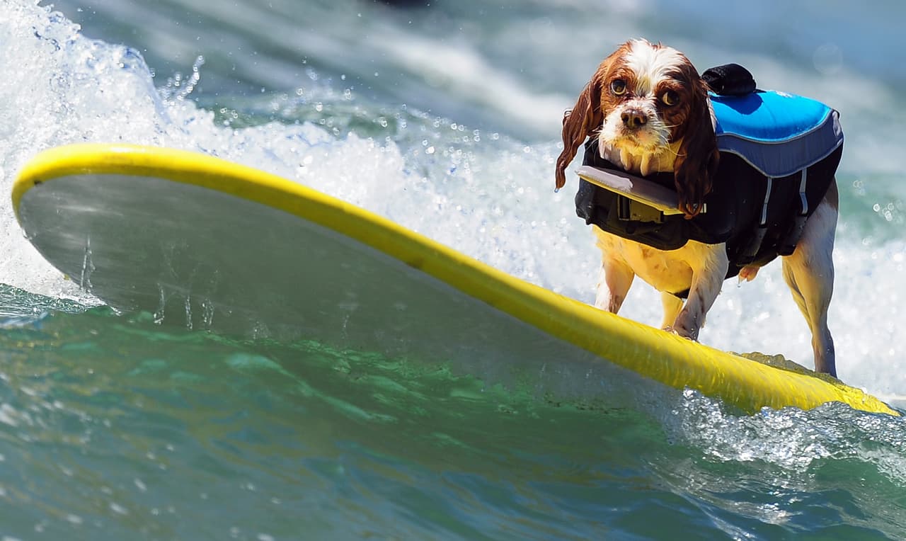 Sin embargo, esta perrita es mucho más que sólo una surfista.