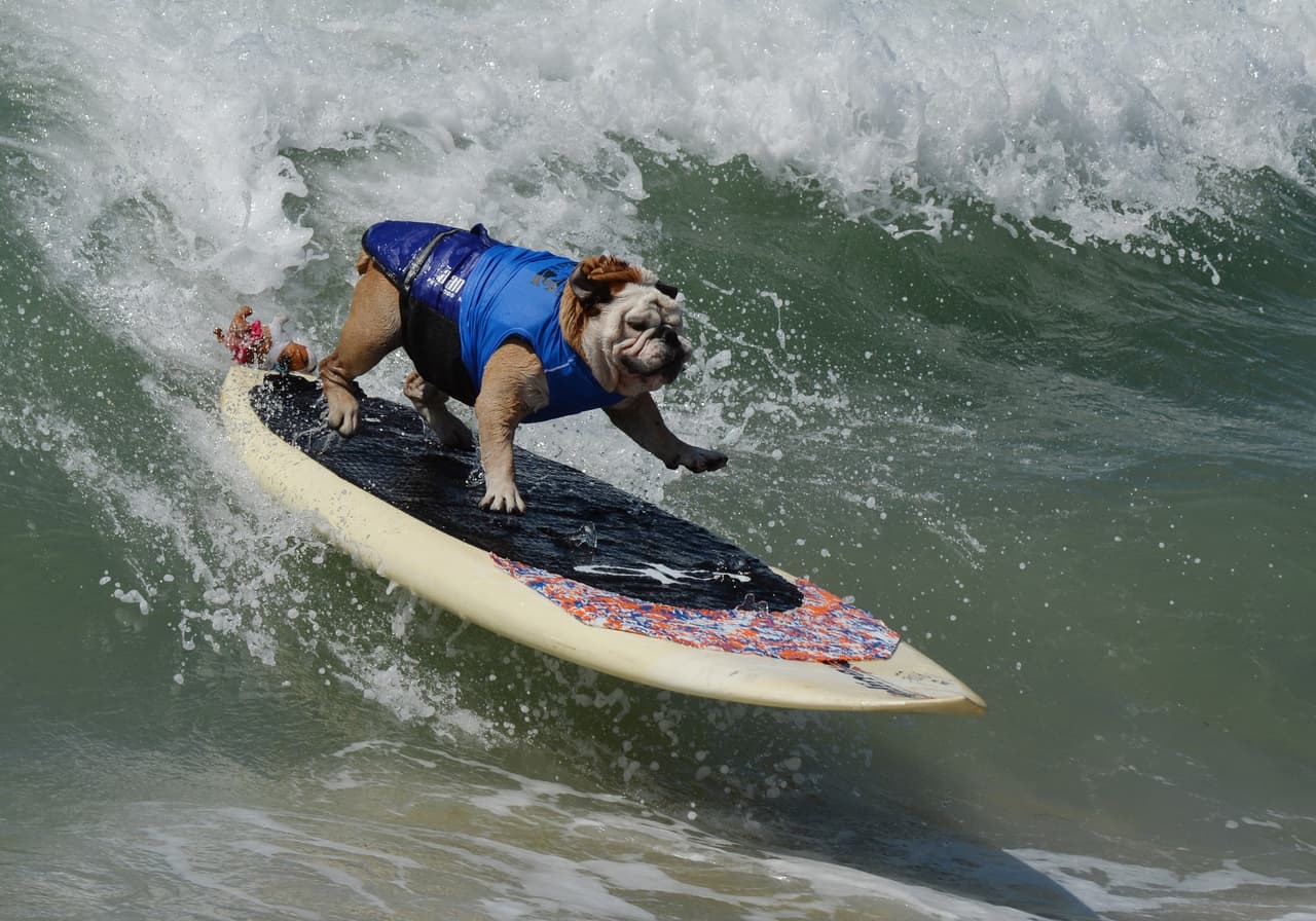 Ver perros surfear de vez en cuando ya es normal.