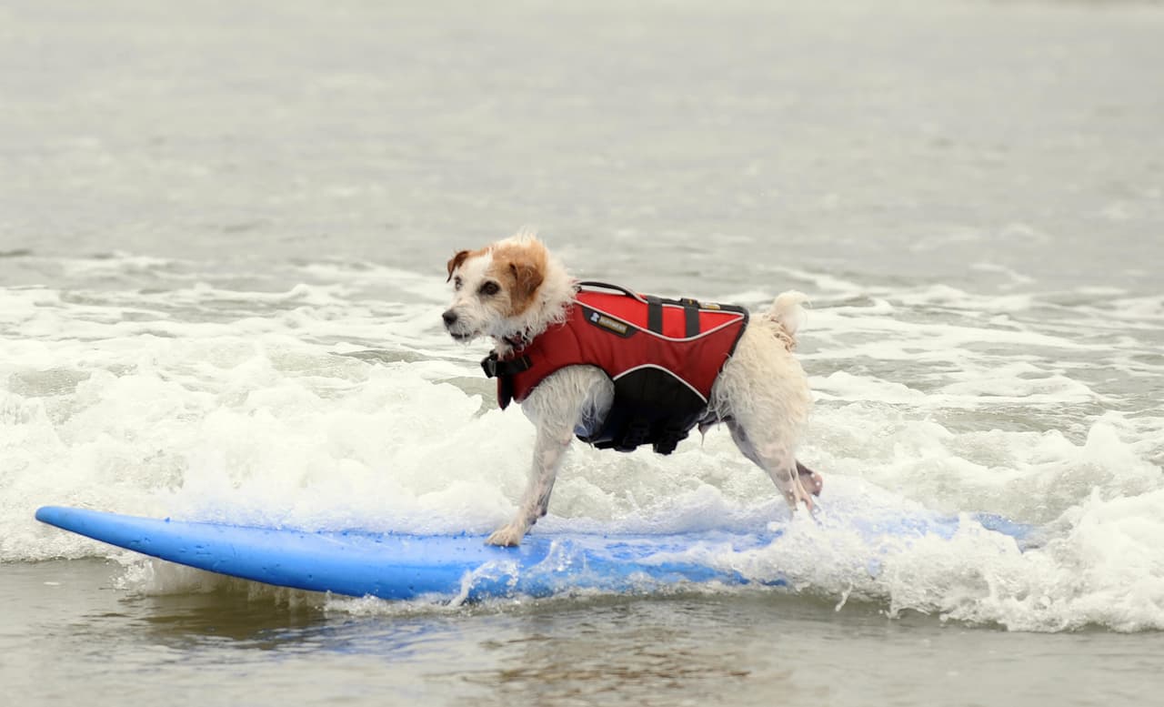 ¡Incluso hay una competencia!