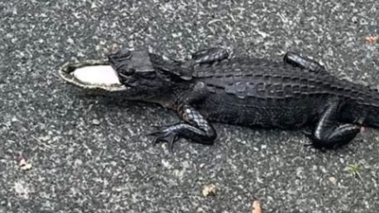 Residente encuentra a caimán con media boca desprendida en Sanford