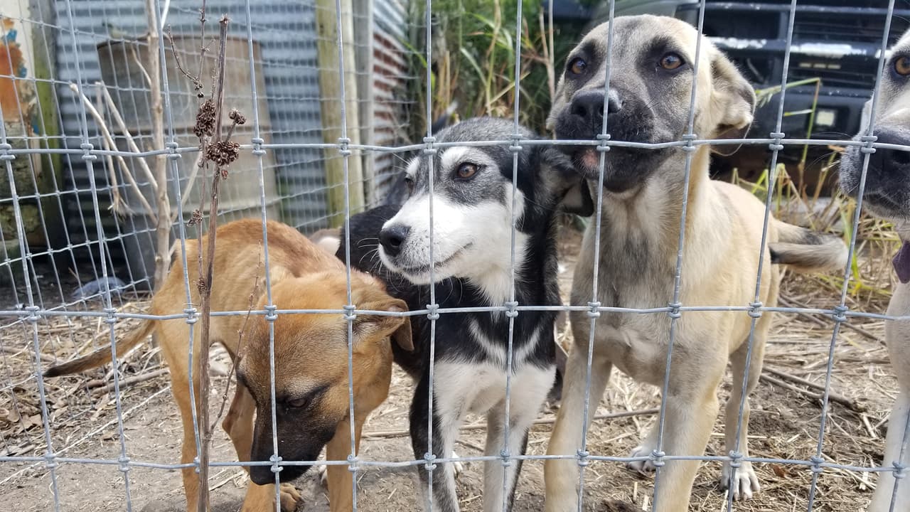 El gobernador Doug Ducey promulgó la ley HB 2626 esta semana después de que pasara por ambas cámaras legislativas.