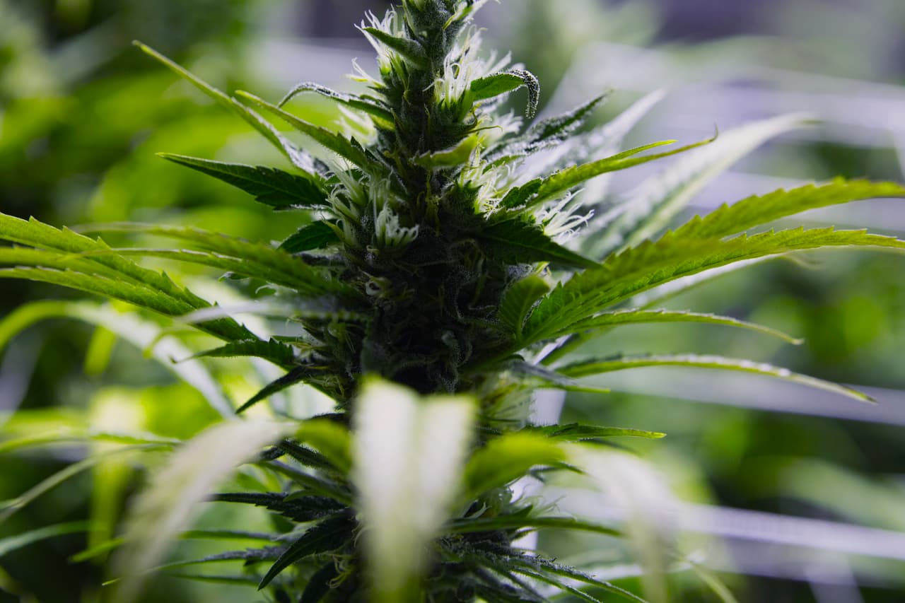 Legisladores de Texas proponen legalizar la marihuana para recaudar impuestos y generar empleos