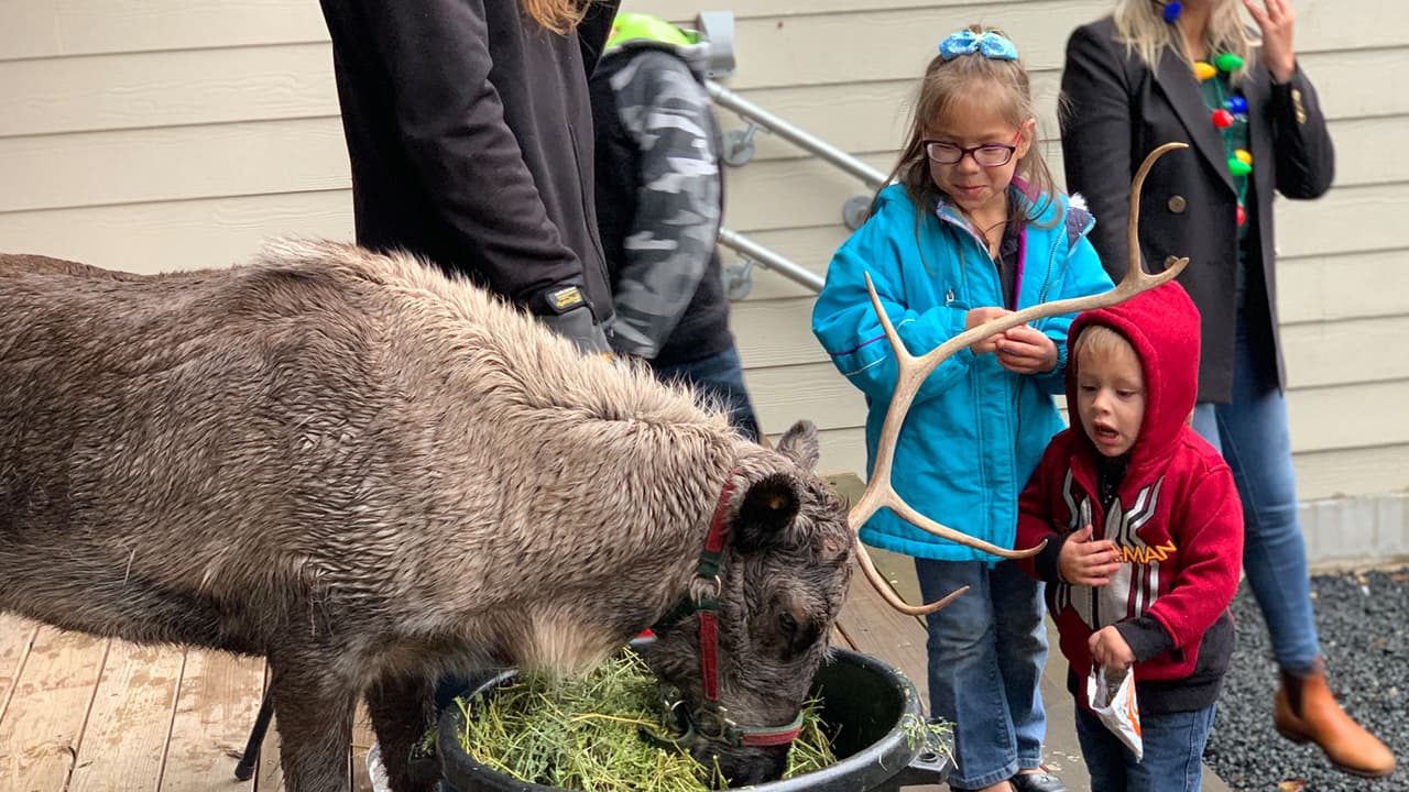 En el evento navideño, los niños interactuaron con un reno de verdad.