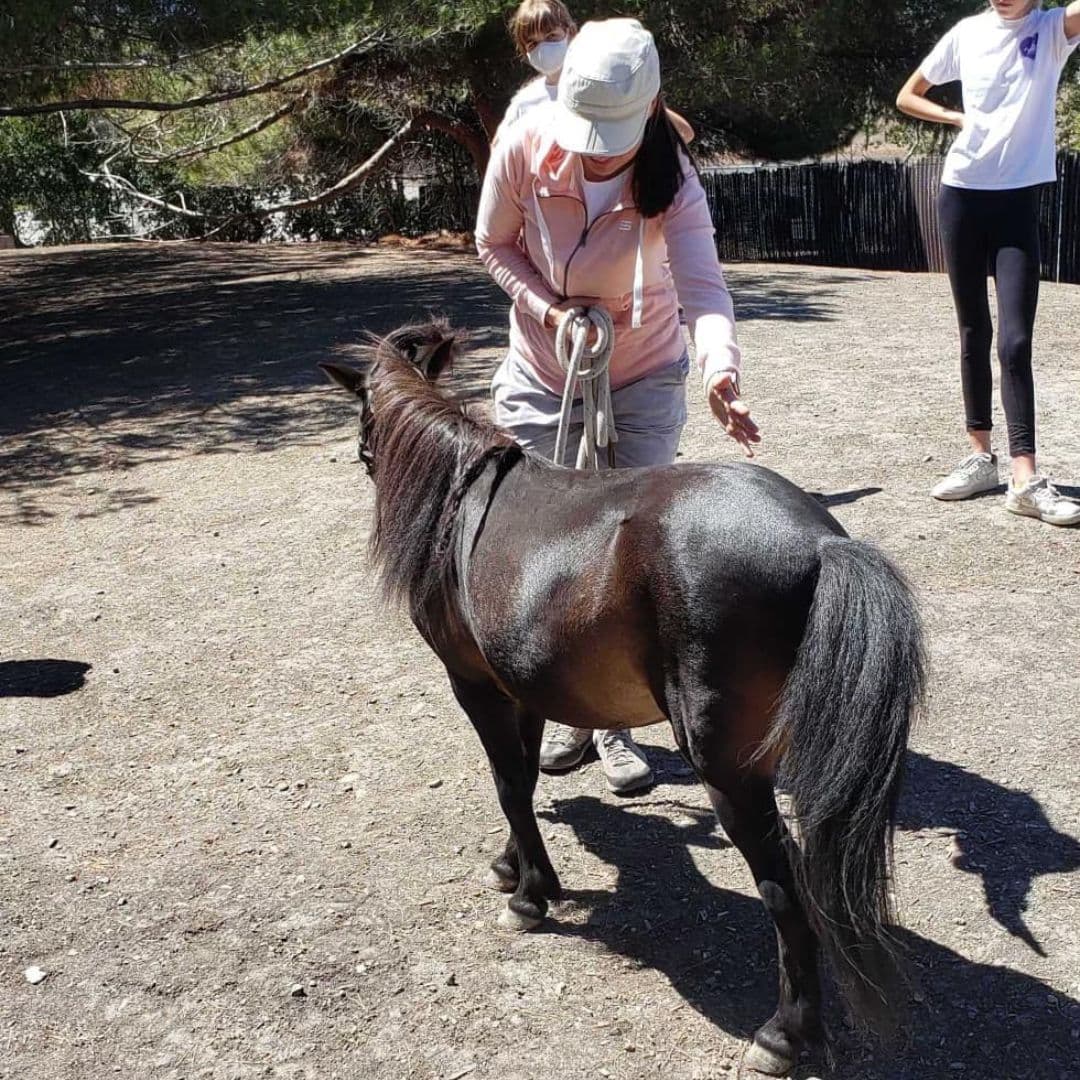 La colección de animales salvajes comenzó originalmente hace más de una década para brindar alegría a los niños con necesidades especiales. 
<br>