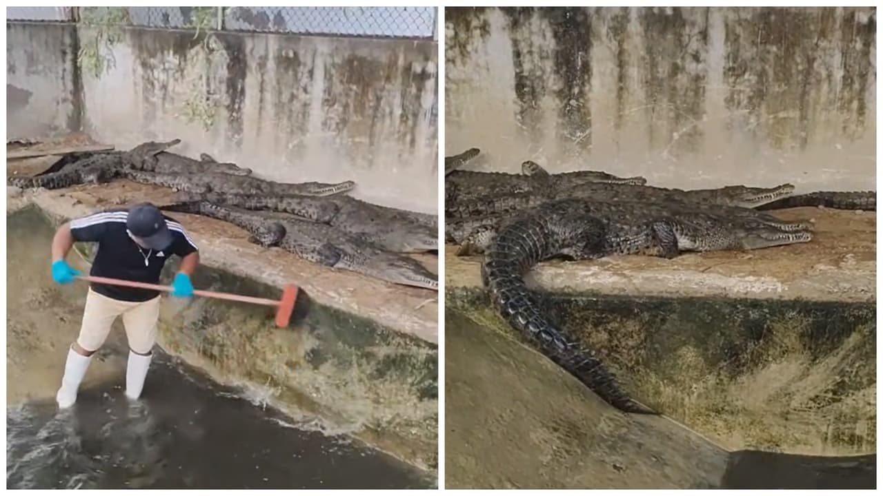 Hombre cuida cara a cara a cocodrilos como si fueran "perritos": videos causan furor en TikTok