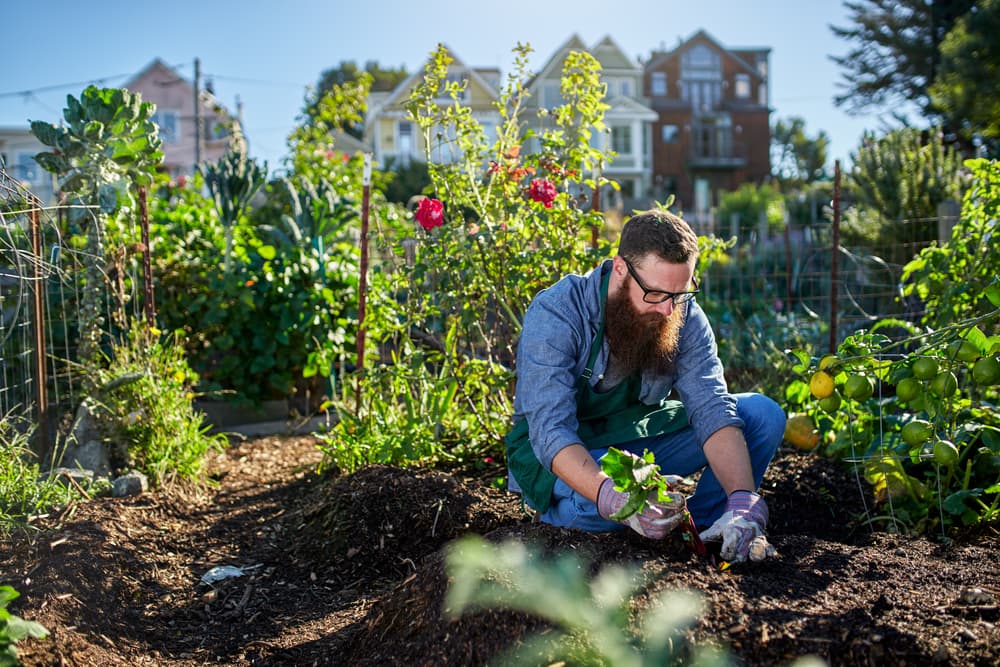 Dejarás este trabajo durante tres días continuos en tu casa, en un espacio que sea abierto. Ya que pasen estos tres días, colocaras los recipientes en una planta, jardín o en la basura, las tres cosas son funcionales para que tu deseo se cumpla.
<br>