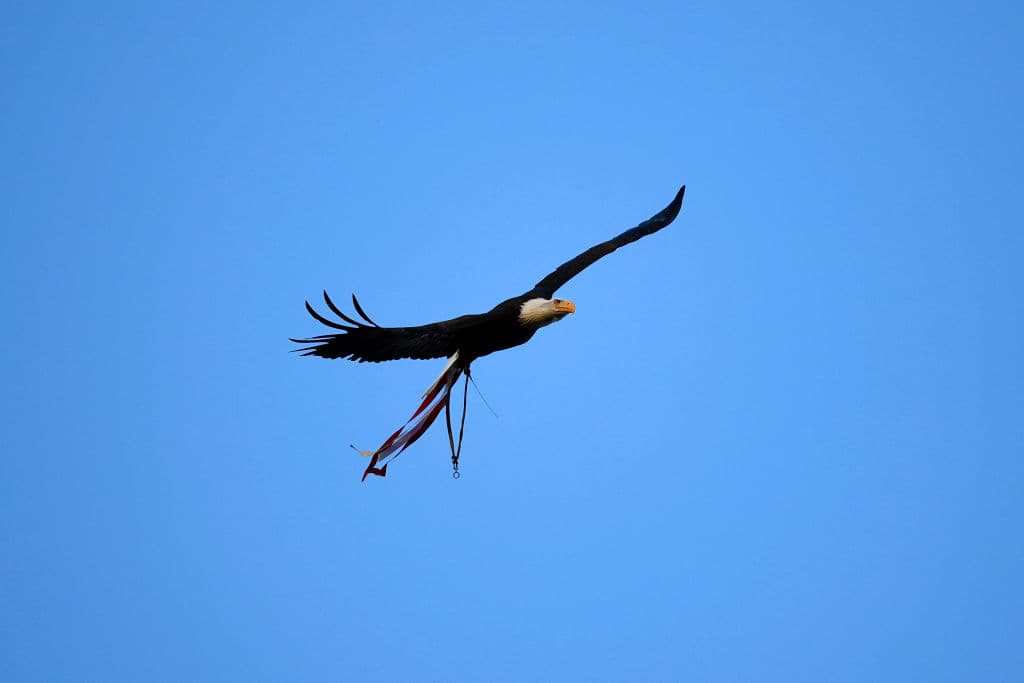 Y hablando de águilas, ese es precisamente el símbolo del Benfica, las Águilas pero portuguesas. La mascota del equipo lusitano planeando para aterriza en el centro del campo del Estadio da Luz.