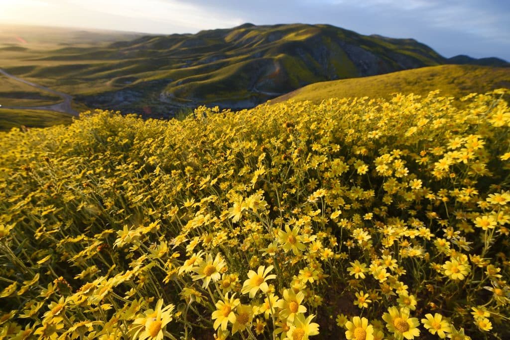 Tampoco se permite arrancar las flores silvestres. Los visitantes pueden estacionarse paralelos a la carretera, pero no deben conducir a la floración.