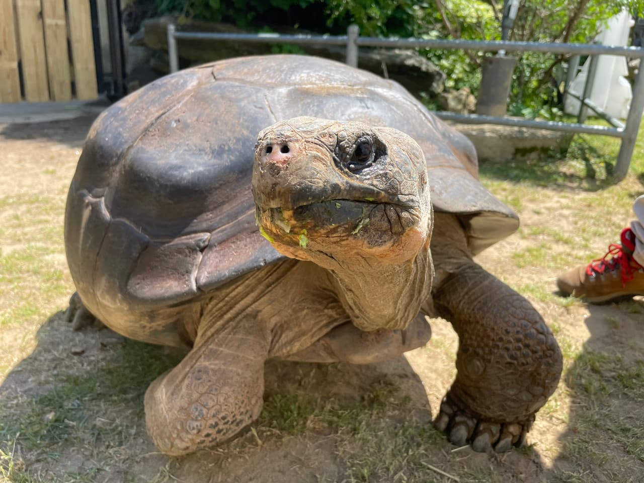 Hace casi 93 años Mommy, una tortuga Galápagos del oeste de Santa Cruz, llegó al Zoológico de Filadelfia, por lo que ahora es la residente más longeva del lugar. A sus casi 100 años se convirtió en madre primeriza, siendo la de mayor edad de su especie en ser mamá. Por ello el nacimiento de sus cuatro bebés es un hito en varios aspectos.