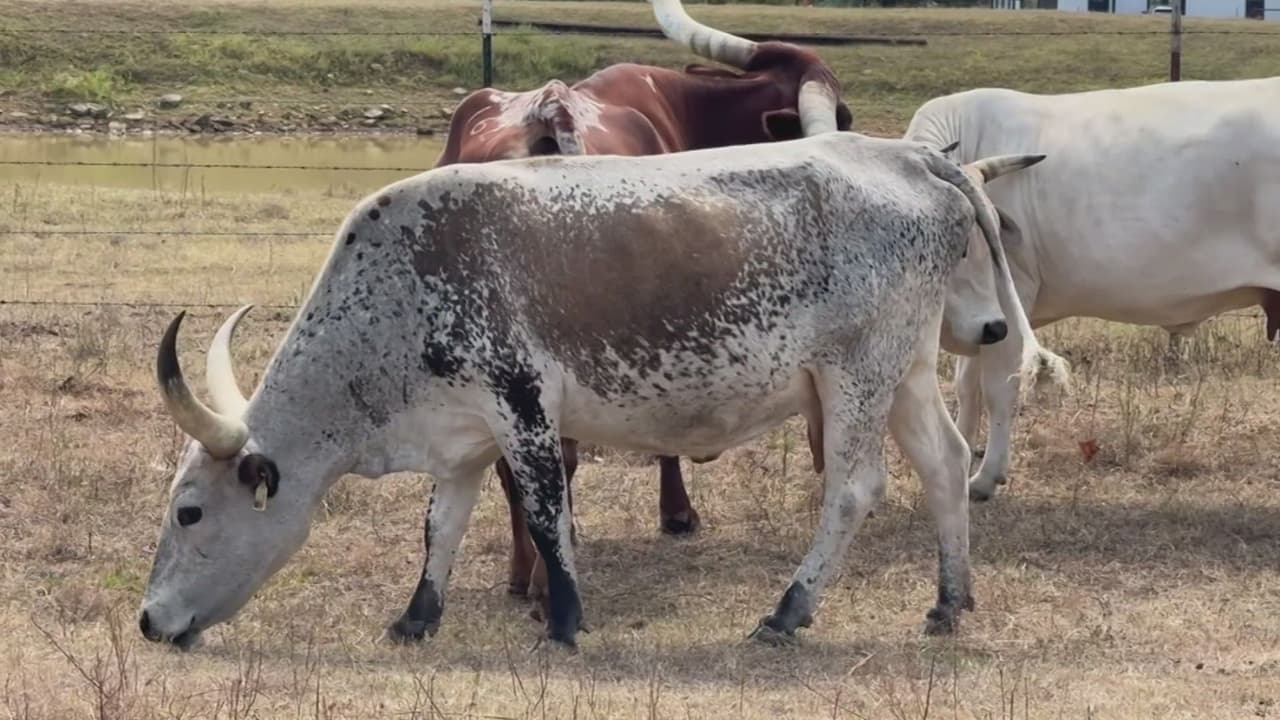 "La gente tiene miedo": Redadas de ICE despiertan temor en ranchos ganaderos y amenazan con subir el precio de la carne
