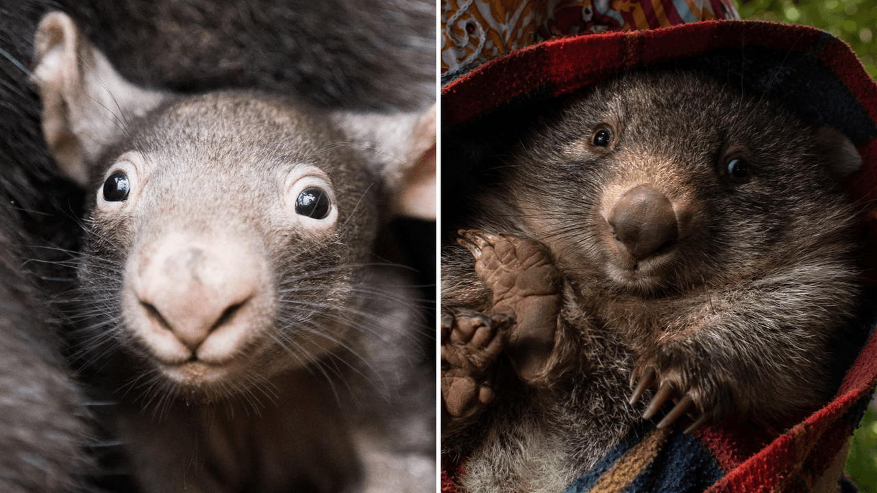 La caca más inusual del mundo es cuadrada y solo un adorable animal puede hacerla