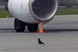 Vuelve a la normalidad el aeropuerto de Fort Worth 
