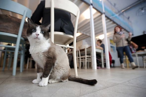 MiaGola es una cafetería ‘petfriendly’ especial para mascotas como gatos, aunque pronto podría aceptar perros.