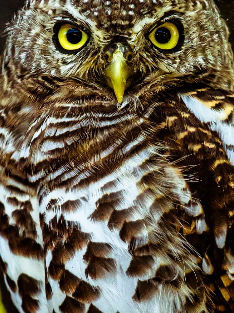 A lo largo de África, una gran cantidad de aves de presa están también desapareciendo de manera alarmante, y especies emblemáticas, tales como el águila volatinera (Terathopius ecaudatus) y el águila marcial (Polemaetus bellicosus), explica Jez Bird, Oficial del Programa Global de Especies de Birdlife. Los búhos no están aún en esa lista, pero su habitat ha sido también impactado por el cambio en el uso de los suelos.