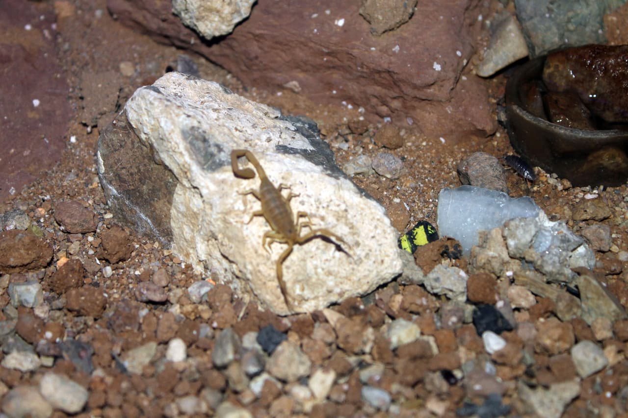 En un lugar cerrado se encuentran los escorpiones.
