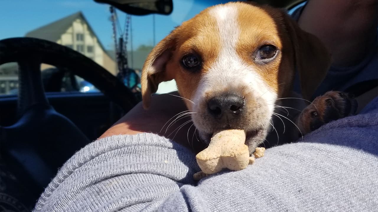 Este martes se realizó una entrega en el condado Brazoria donde se entregaron más de 24,000 comidas para mascotas y 350 kits de suministros.