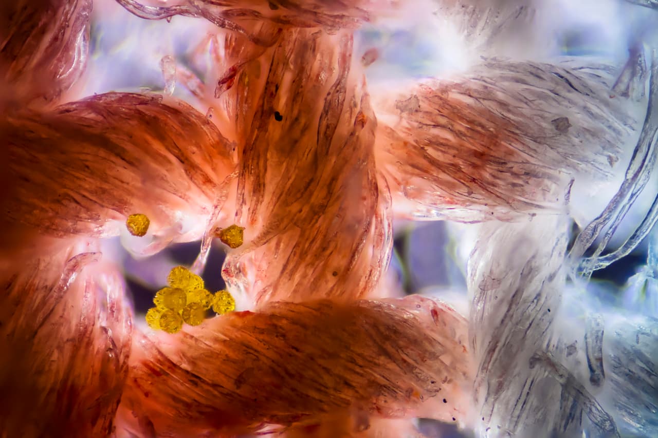 Tela de algodón con granos de polen, tomada con un aumento de 10X.