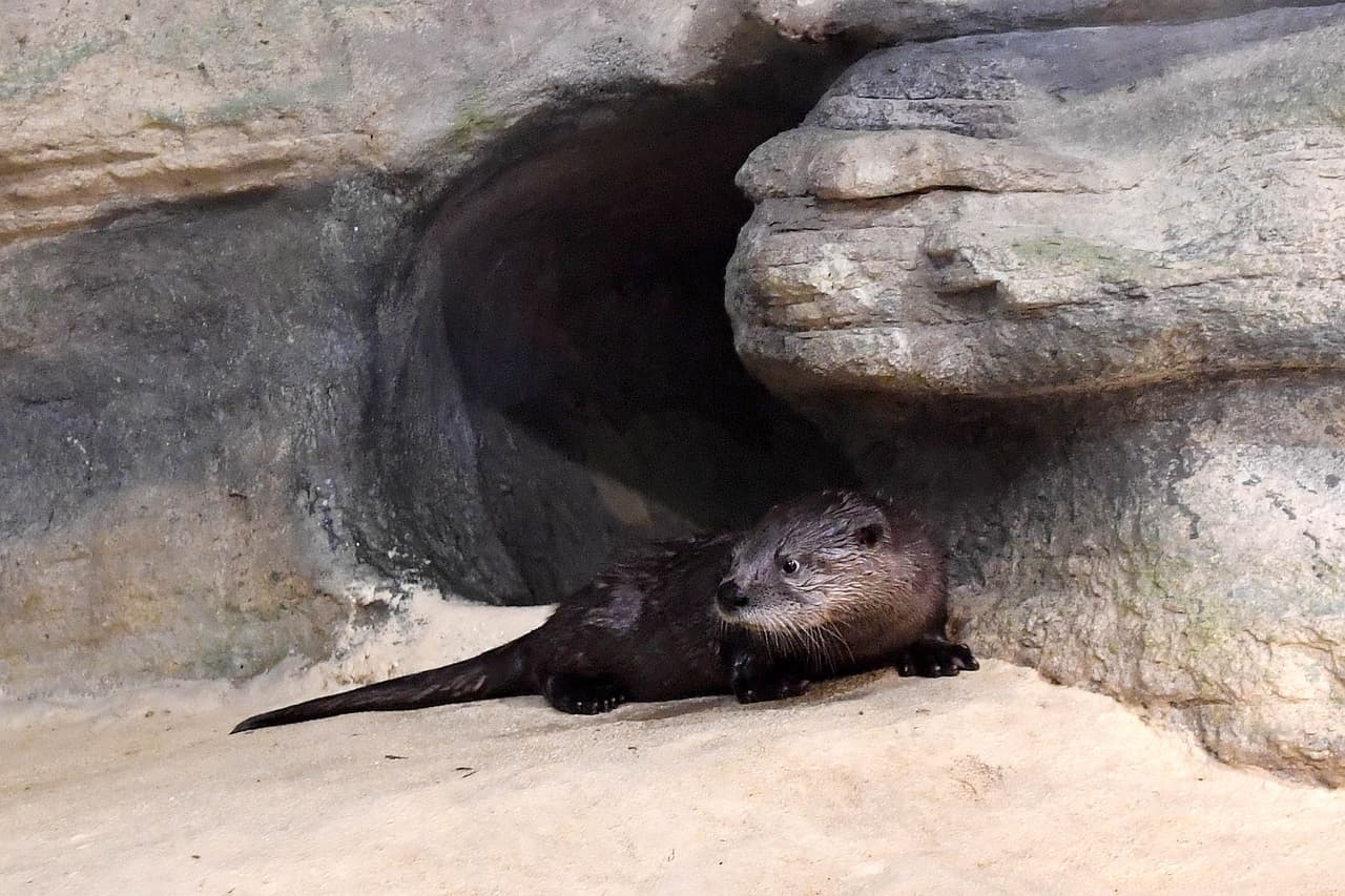 La madre de las nutrias se llama Charlotte y está en el zoológico desde el 2012 y su padre se llama Benny y está en el zoológico desde el 2004. Y son muy juguetones.
