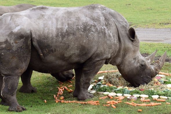 Estos bellos rinocerontes se casaron en Alemania, Molly fue fotografiada en el ritual de su boda con su apuesto macho.
