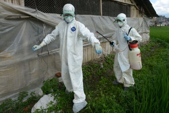 Según los investigadores, que los virus de gripe aviar actuales se hicieran tan letales e infecciosos como el virus de 1918 conllevaría apenas unas cuantas mutaciones.