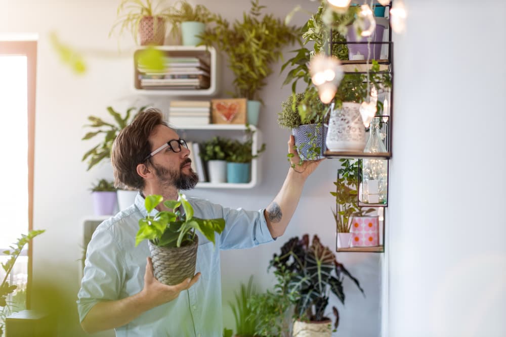 <h3 class="cms-H3-H3">3. Cuida tus plantas </h3>
<br>
<br>Las plantas, sobre todo las que florecen, tienden a absorben energía negativa si están descuidadas. Por eso es muy importante que las mantengas en buen estado y no permitas que se sequen. 
<br>