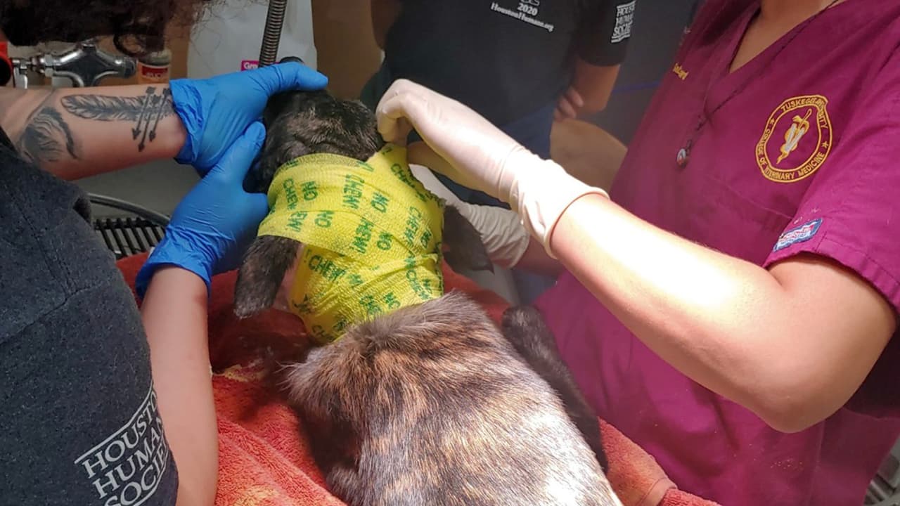 El animal está recuperándose de la herida que sufrió pero sigue sin salir de peligro. Houston Humane Society
<i> </i>dijo que le quedan muchas semanas de tratamiento.