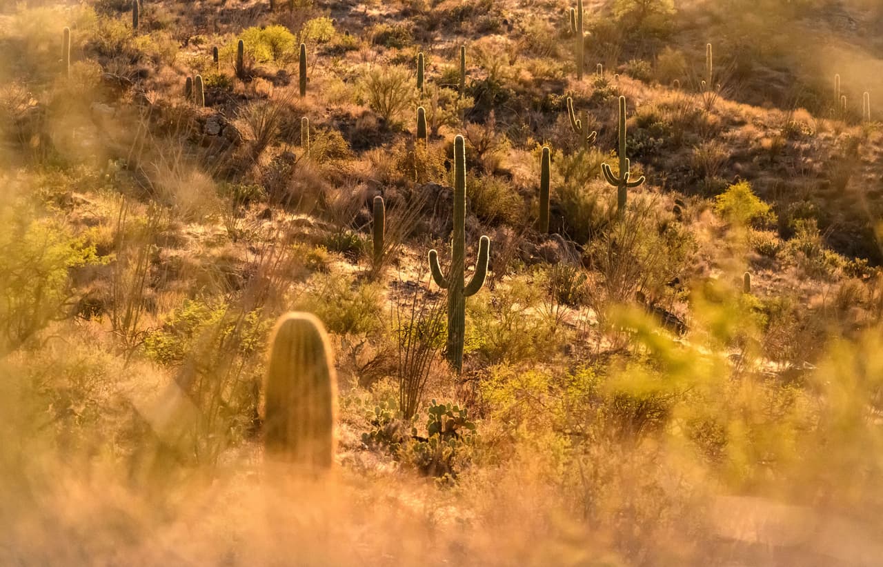 La Lotería de Arizona indicó que su ayuda financiera pretende colaborar en el estudio y abordaje de las “preocupaciones sobre el 
<b>deterioro de salud de los saguaros urbanos</b>”.