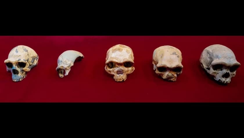 De izq a der) Vista de un cráneo del Hombre de Peking Man; uno de Maba; de Jinniusha, de Dali y de Harbin, expuestos con motivo del estudio comparativo llevado a cabo por un equipo multidisciplinar chino.