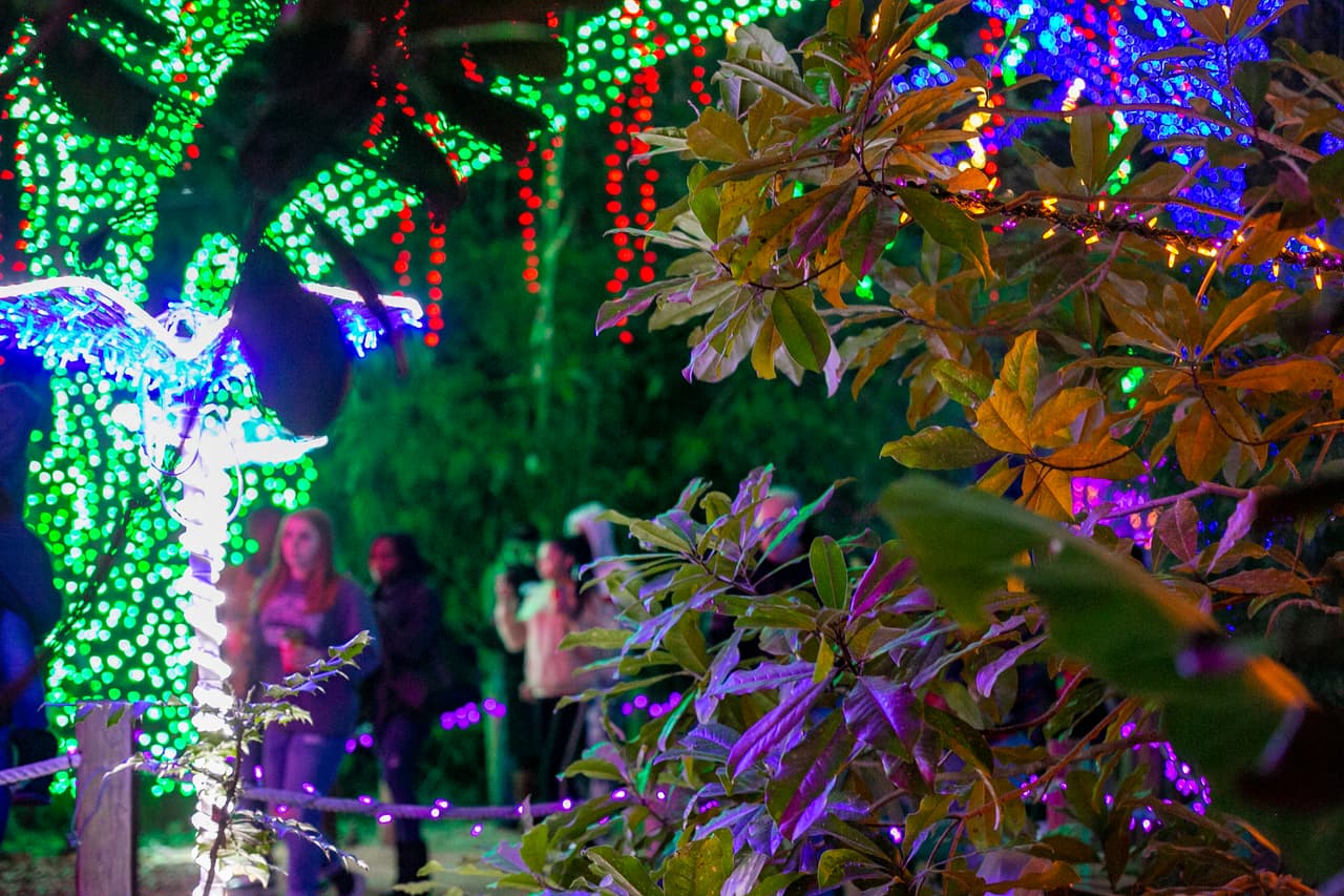 Este año ofrecen un bosque encantado en 4-D.