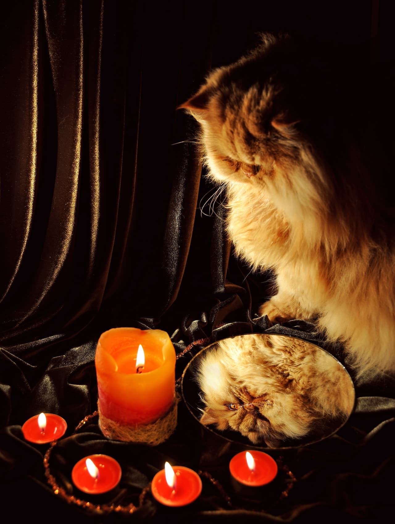 Supuestamente, los gatos son nuestros guardianes en el mundo energético porque tienen un vínculo especial con el mundo mágico.