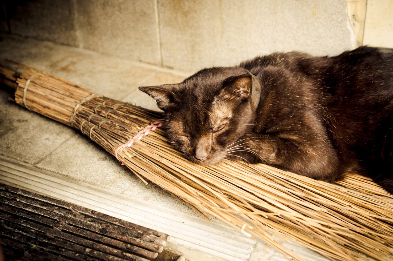 En la Edad Media, la gente temía a los mininos porque los consideraba sirvientes del diablo. Además, algunas personas tenían la creencia de que las brujas podían adquirir la forma de este animal.