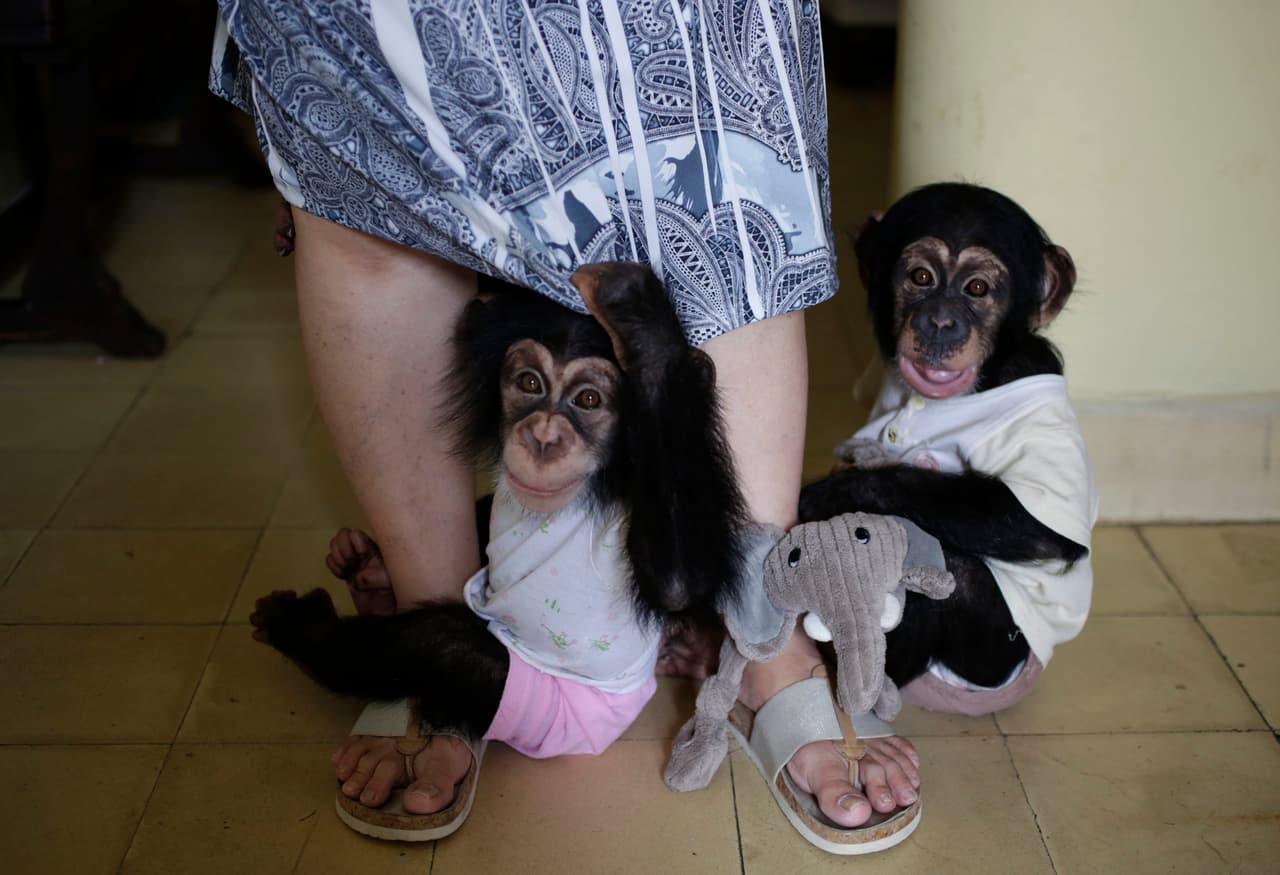 Ada, an eleven months female chimpanzee and Anuma, one years old male chimpanzee, hug the legs of Cuban biologist Marta Llanes, 62, at the house of Marta in Havana, Cuba February 27, 2016. Enrique de la Osa