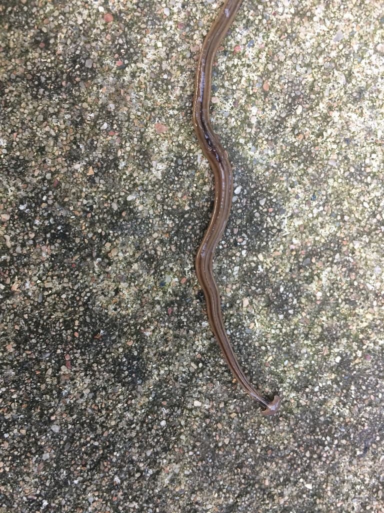 Sin embargo, no significa una amenaza para lo cultivos directamente, pero sí para las “operaciones comerciales de cría de lombrices de tierra”.