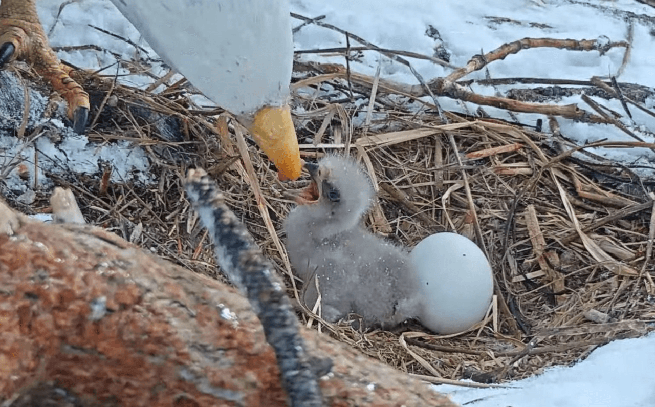 En la transmisión de video de Friends of Big Bear Valley se pudo apreciar que Jackie puso su primer huevo el 22 de enero y el segundo huevo llegó tres días después, el 25 de enero.