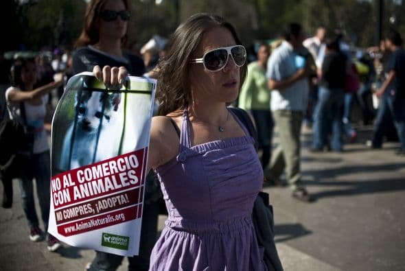 AnimaNaturalis también dio información sobre el tráfico ilegal de animales silvestres. También figuraban imágenes de estos animales y no sólo de perros y gatos.