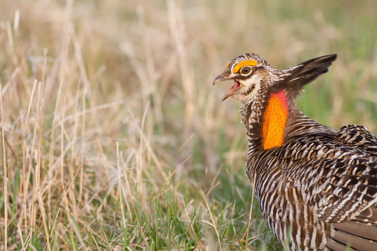 Estos gallos del Oeste tienen enfrentada a la Casa Blanca con la industria petrolera