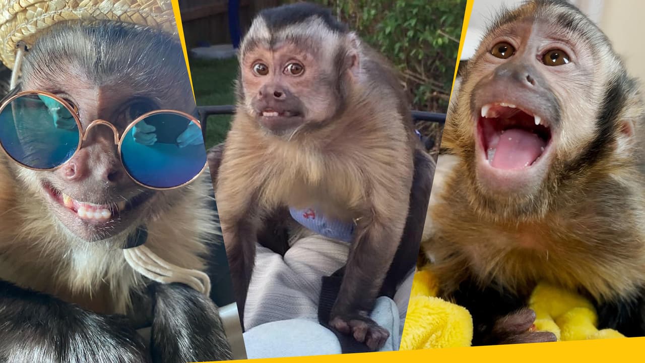 George, el monito de los memes, tuvo un triste final a causa de una cirugía