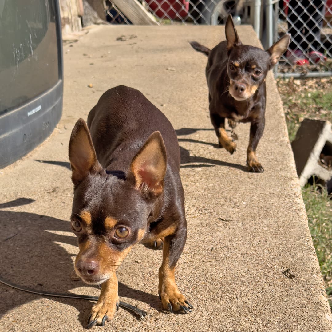 Luego de brindarles atención médica a los que la requerían y ponerlos al día con sus vacunas, los 21 perritos fueron puestos en adopción.