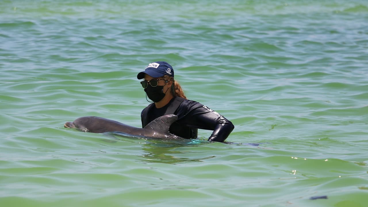 Delfín que fue rescatado en Clearwater recibió nombre en SeaWorld, ¿por qué no fue regresado al mar? 