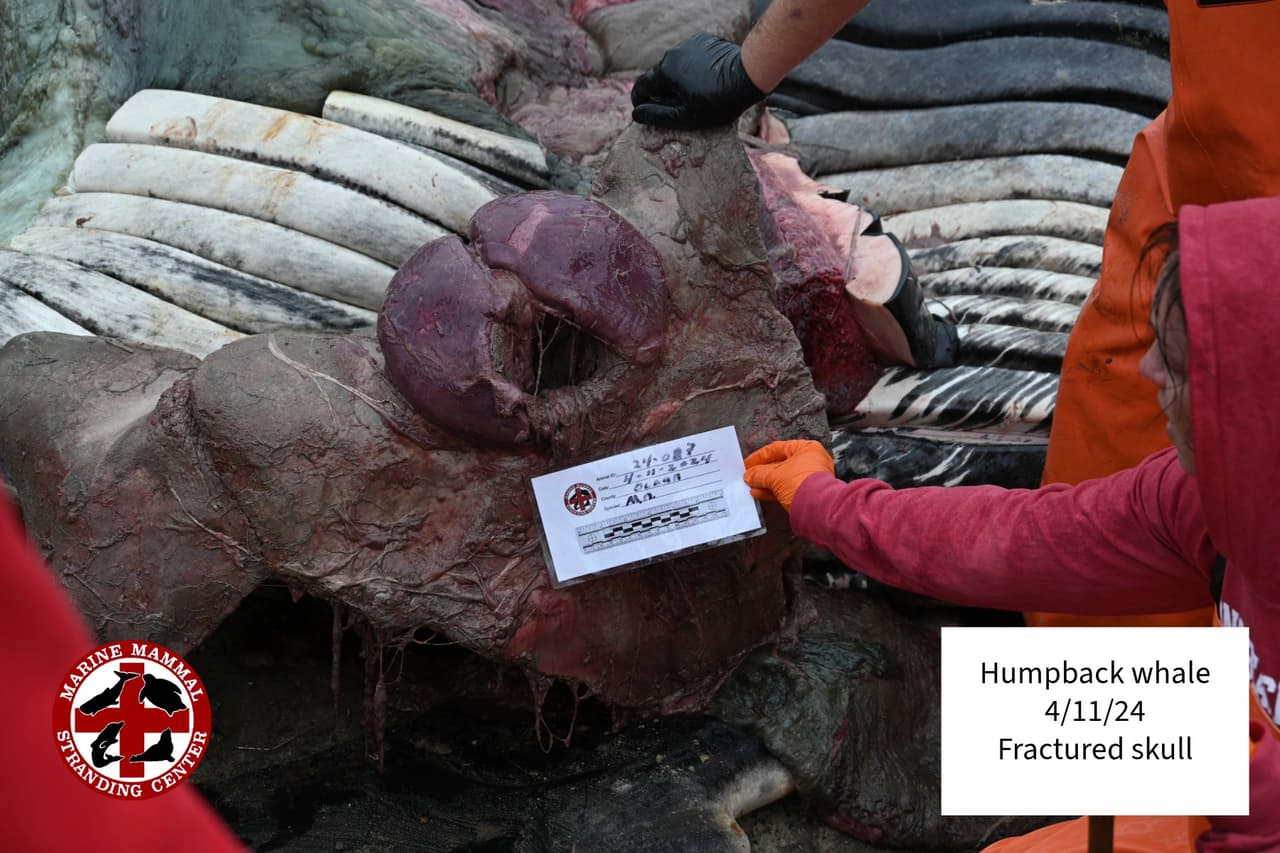 Según los primeros informes, dice el Marine Mammal Stranding Center, el animal tenía lesiones “consistentes con un traumatismo por fuerza contundente”.