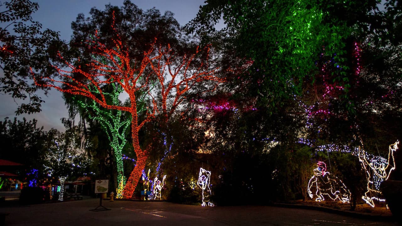 Las personas pueden tomar fotografías bajo millones de luces parpadeantes.
