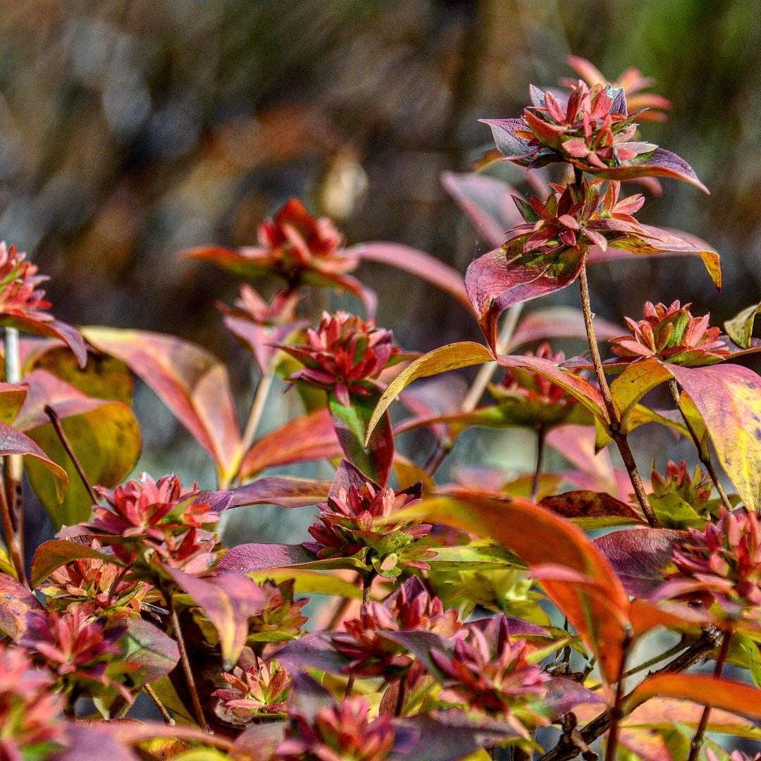 Uno de los itinerarios en la guía otoñal es "Senderos a la aventura", en el sureste de Illinois, que puede disfrutarse durante la última semana de octubre.