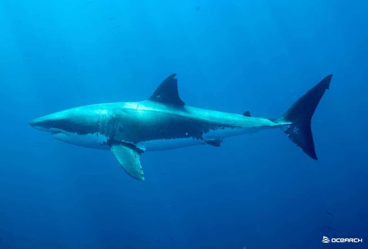 No entre al agua con joyas brillantes: los tiburones pueden confundir los objetos brillantes con escamas de peces.
<br>