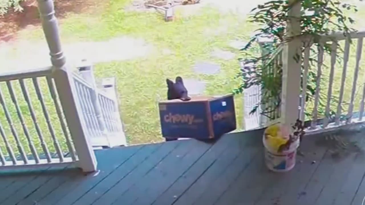 Un cachorro de oso es atrapado robándose un paquete