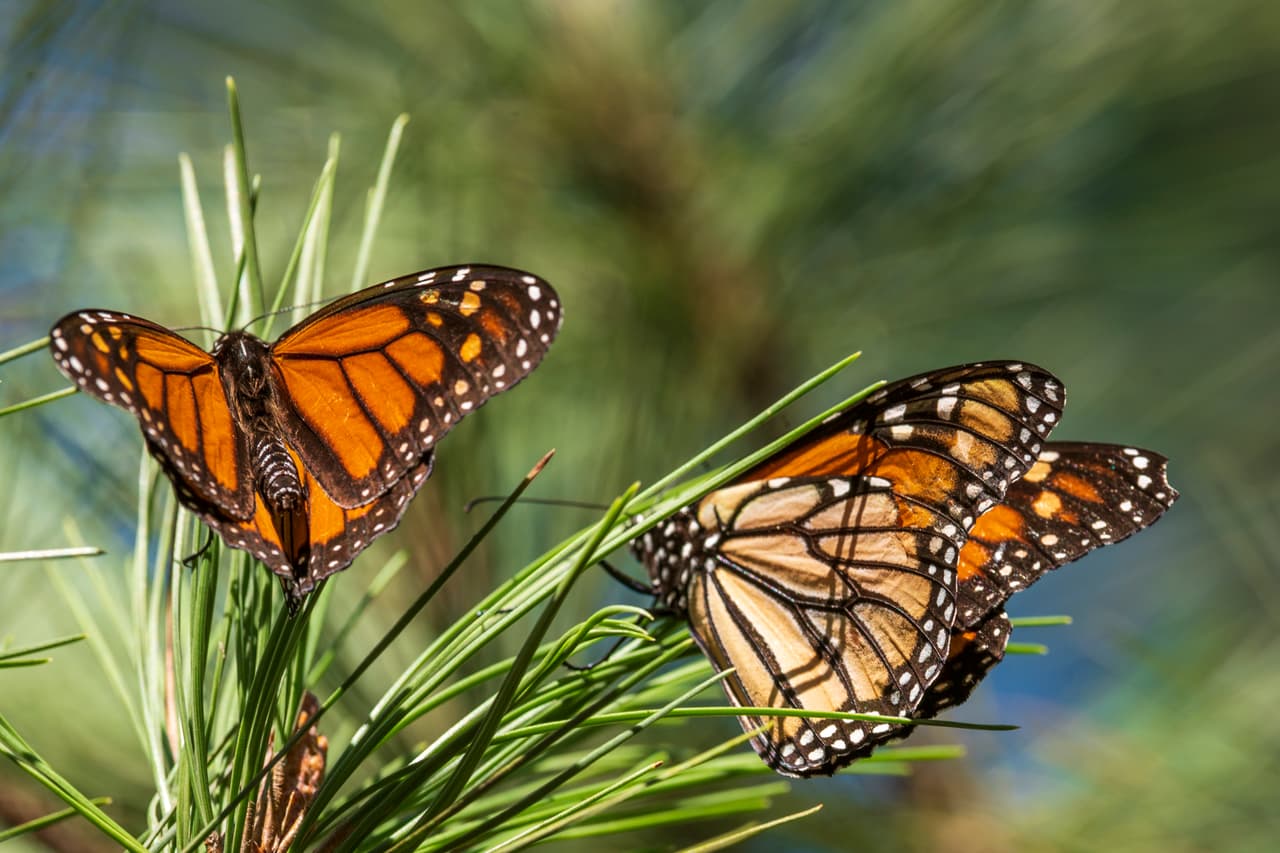 Emma Pelton, de la organización sin fines de lucro Xerces Society, que monitorea las mariposas del oeste, dijo que 
<b>las mariposas están en peligro por la pérdida de hábitat y el mayor uso de herbicidas y pesticidas para la agricultura, así como por el <a href="https://www.univision.com/temas/cambio-climatico">cambio climático. </a></b>
<br>
<br>"Hay cosas que la gente puede hacer para ayudar", dijo, incluida la plantación del algodoncillo, una planta de la que dependen las orugas de esta mariposa.
<br>