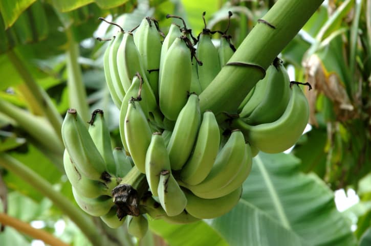 Inauguran la Ruta Platanera en Corozal