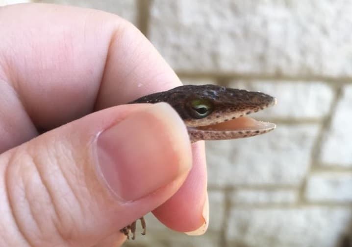 ¿Un cría de caimán subiendo por la puerta de una residencia? No, se trataba de algo más